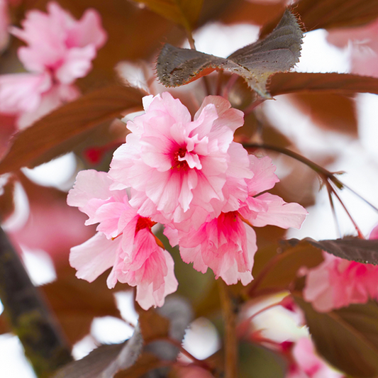 Prunus Royal Burgundy - Flowering Cherry Tree Prunus Royal Burgundy - Flowering Cherry Tree