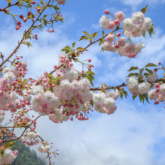 Prunus Shirofugen - Flowering Cherry Tree Prunus Shirofugen - Flowering Cherry Tree