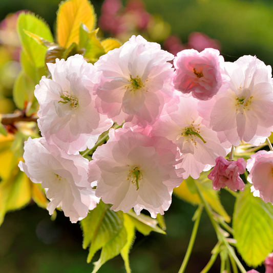 Prunus Shirofugen - Flowering Cherry Tree Prunus Shirofugen - Flowering Cherry Tree