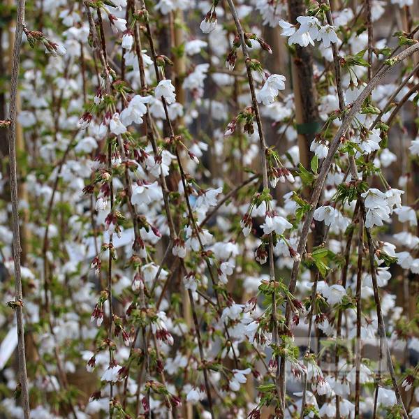 The Prunus Snow Showers - Weeping Cherry Tree features delicate, thin branches that cascade gracefully, adorned with clusters of small white flowers and vibrant green leaves, adding a touch of autumn colour.
