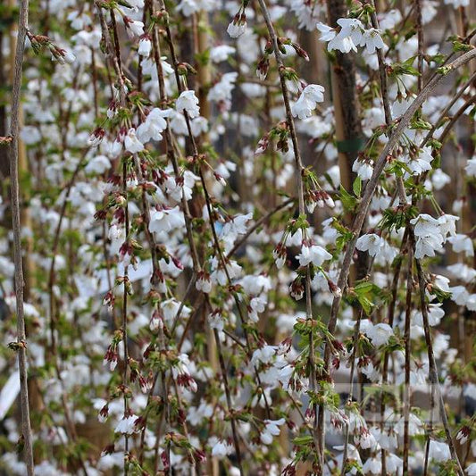 Prunus Snow Showers - Weeping Cherry Tree Prunus Snow Showers - Weeping Cherry Tree