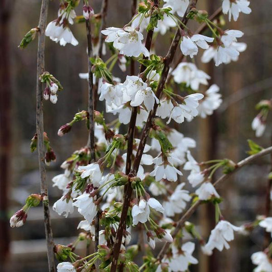 Prunus Snow Showers - Weeping Cherry Tree Prunus Snow Showers - Weeping Cherry Tree