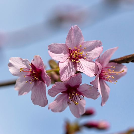 Prunus Spire - Flowering Cherry Tree Prunus Spire - Flowering Cherry Tree