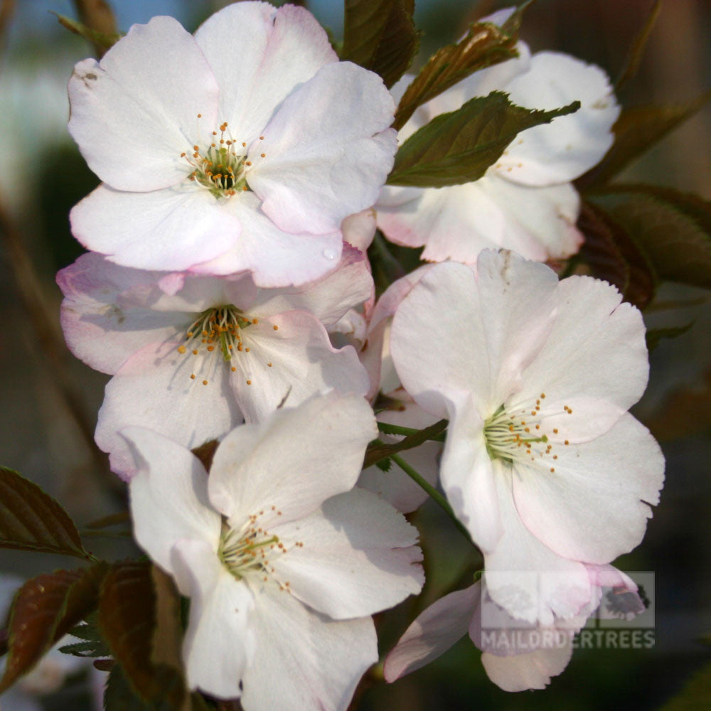 A cluster of Prunus Sunset Boulevard - Flowering Cherry Tree blossoms adorns the branch, showcasing white petals with delicate pink edges amid vibrant green leaves.