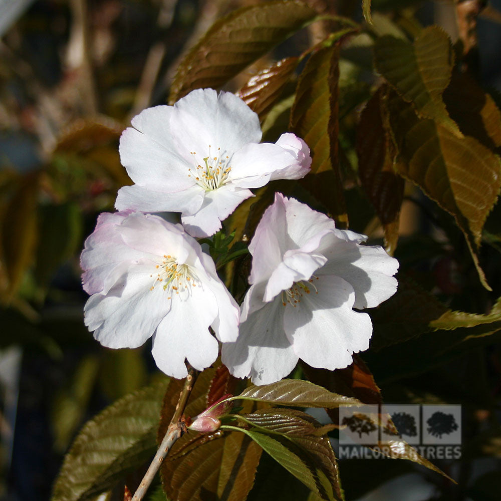 The Prunus Sunset Boulevard Flowering Cherry Tree - Mix and Match features white cherry blossoms with light pink edges and striking yellow centers, surrounded by rich green leaves.
