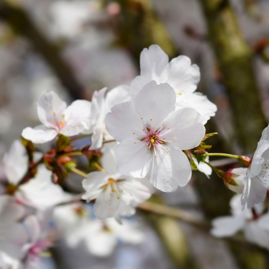 Prunus The Bride - The Bride Flowering Cherry Tree Prunus The Bride - The Bride Flowering Cherry Tree