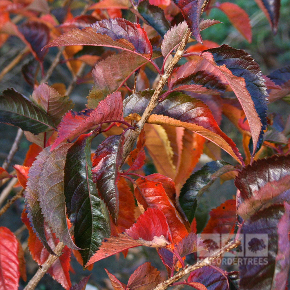 A close-up view showcases the vibrant shades of red, orange, and brown autumn leaves on a tree, beautifully intertwined with the delicate hues from a Prunus Tilstone Hellfire - Flowering Cherry Tree.