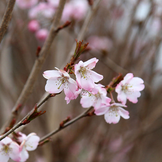 Prunus Tilstone Hellfire - Flowering Cherry Tree Prunus Tilstone Hellfire - Flowering Cherry Tree
