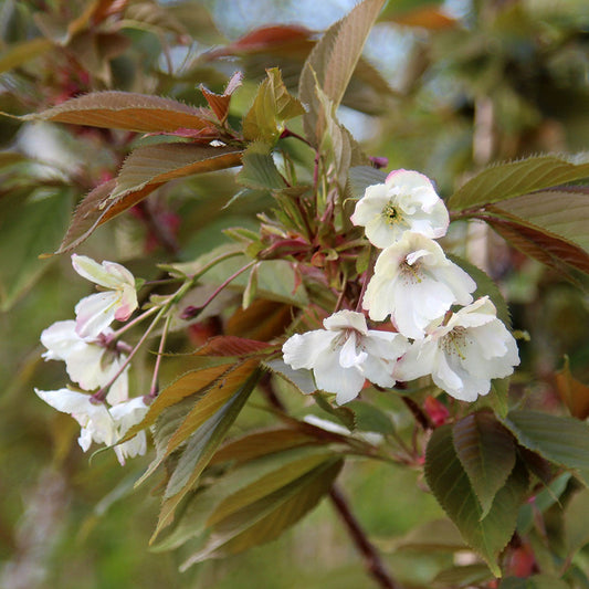 Prunus Ukon - Flowering Cherry Tree Prunus Ukon - Flowering Cherry Tree
