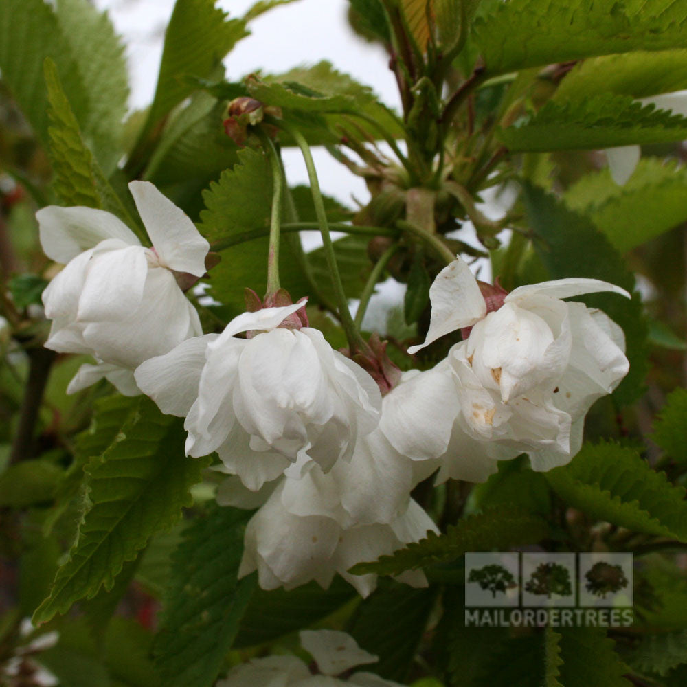 Prunus avium Plena - Wild Cherry Tree features a cluster of exquisite white flowers that beautifully contrast with the vibrant green leaves surrounding them.
