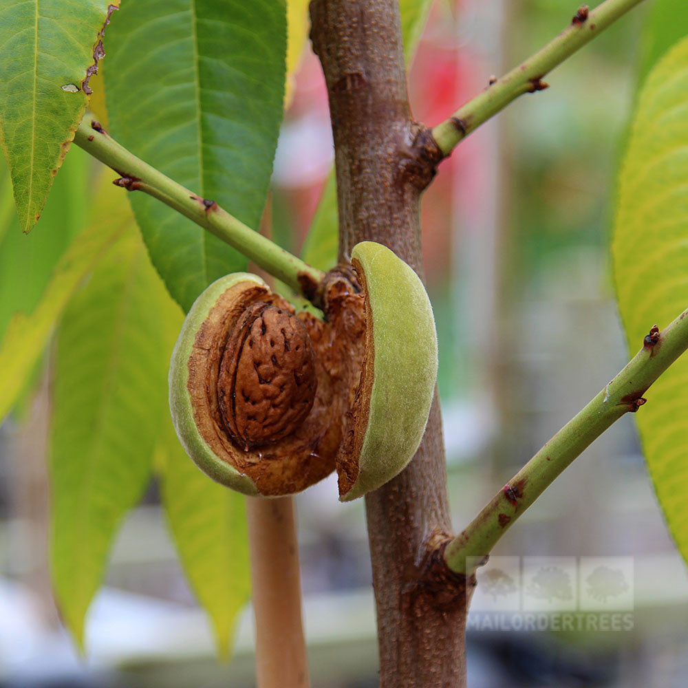 A branch from the Flowering Almond Tree (Prunus dulcis) displays a split fruit exposing its pit, surrounded by lush green leaves.