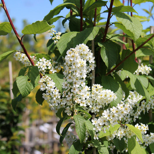 Prunus padus Watereri - Bird Cherry Tree Prunus padus Watereri - Bird Cherry Tree