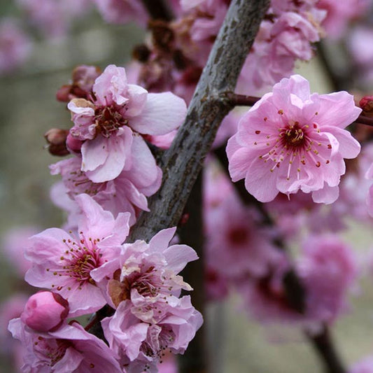 Prunus x blireana - Flowering Plum Tree Prunus x blireana - Flowering Plum Tree