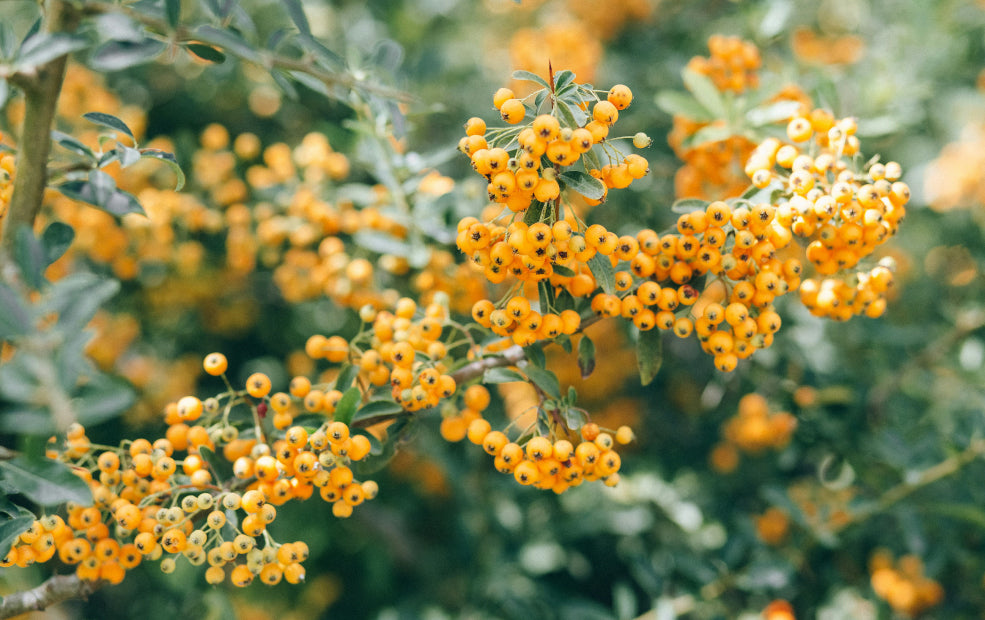 Hardy, Versatile, and Full of Practical Benefits. Hardy, Versatile, and Full of Practical Benefits.