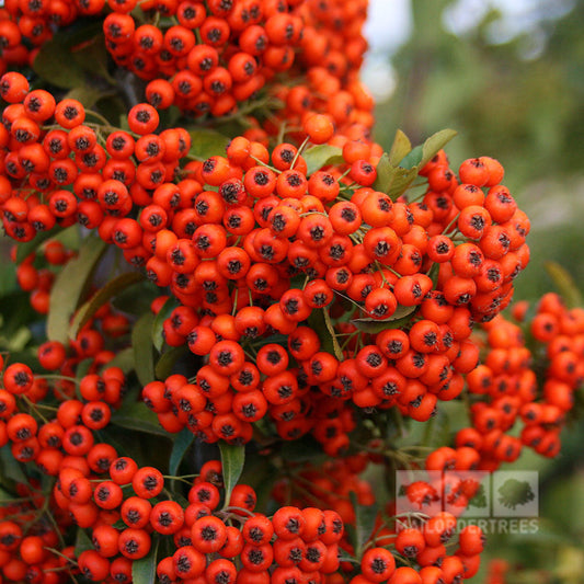 Pyracantha Orange Glow - Firethorn Orange Glow Pyracantha Orange Glow - Firethorn Orange Glow