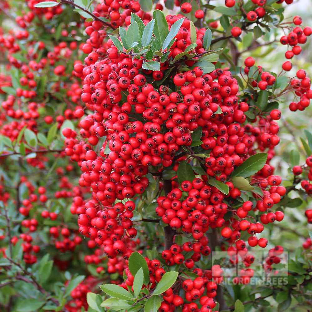 Clusters of bright red berries adorn the Pyracantha Red Column, an evergreen hedge known for its lush green foliage.