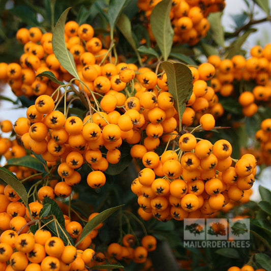 Pyracantha Soleil d'Or - Firethorn Soleil d'Or Pyracantha Soleil d'Or - Firethorn Soleil d'Or