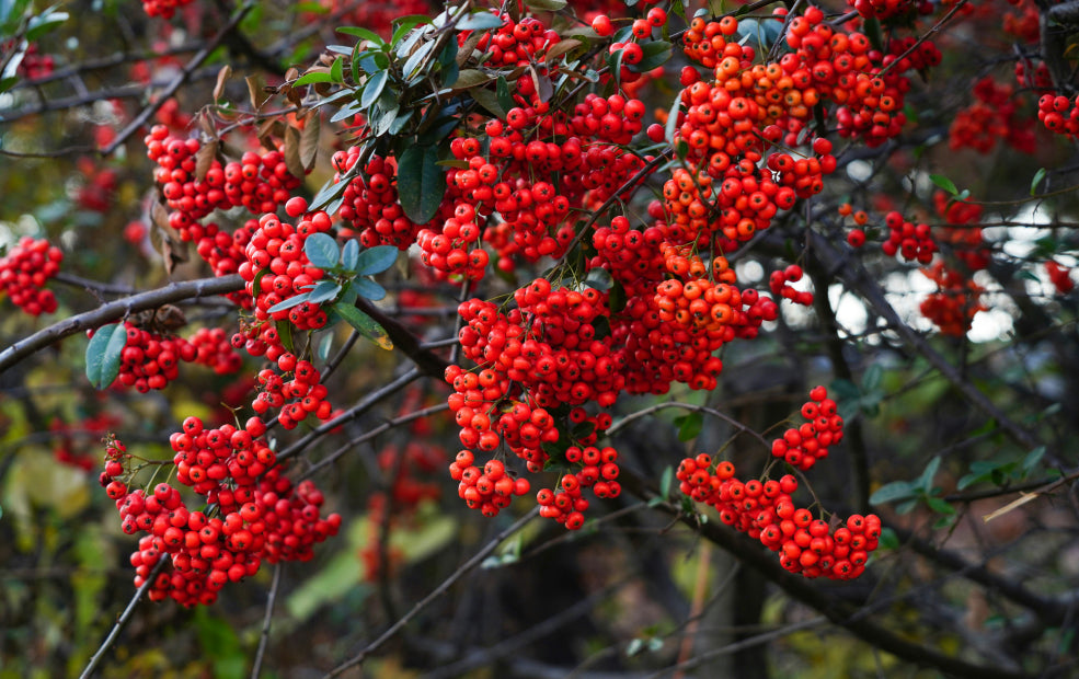 Pyracantha: A Blaze of Colour Throughout the Seasons. Pyracantha: A Blaze of Colour Throughout the Seasons.
