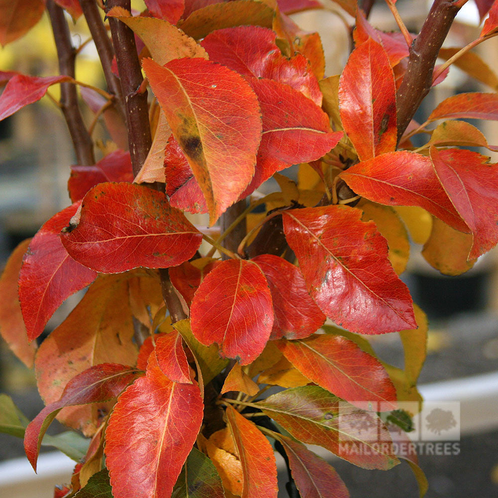Close-up of a compact branch with vibrant red and orange autumn leaves, akin to those on the Pyrus Beth - Beth Pear Tree.