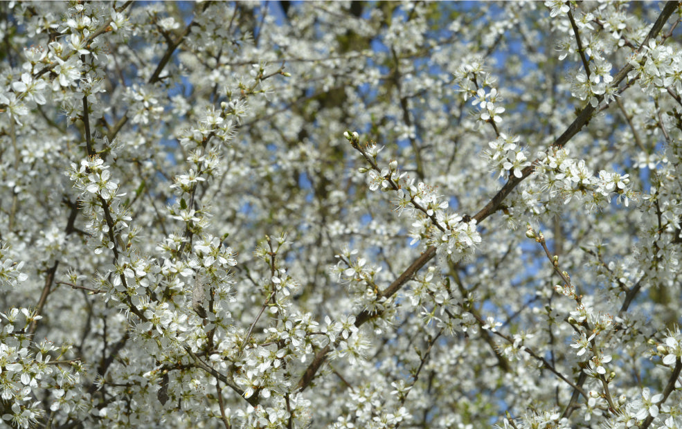 Pyrus: A Springtime Spectacle of Blossom. Pyrus: A Springtime Spectacle of Blossom.