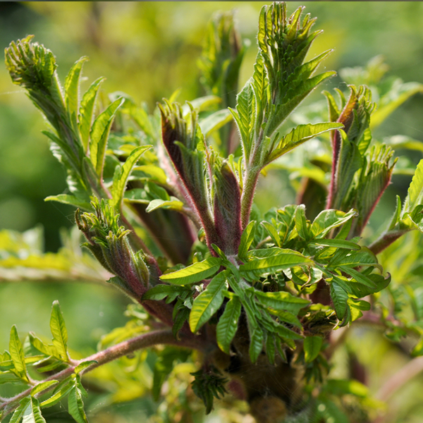 Close-up of vibrant green young leaves and reddish stems of the Rhus glabra Laciniata - Stag's Horn Sumach/Fire Fern plant, set against a blurred background.