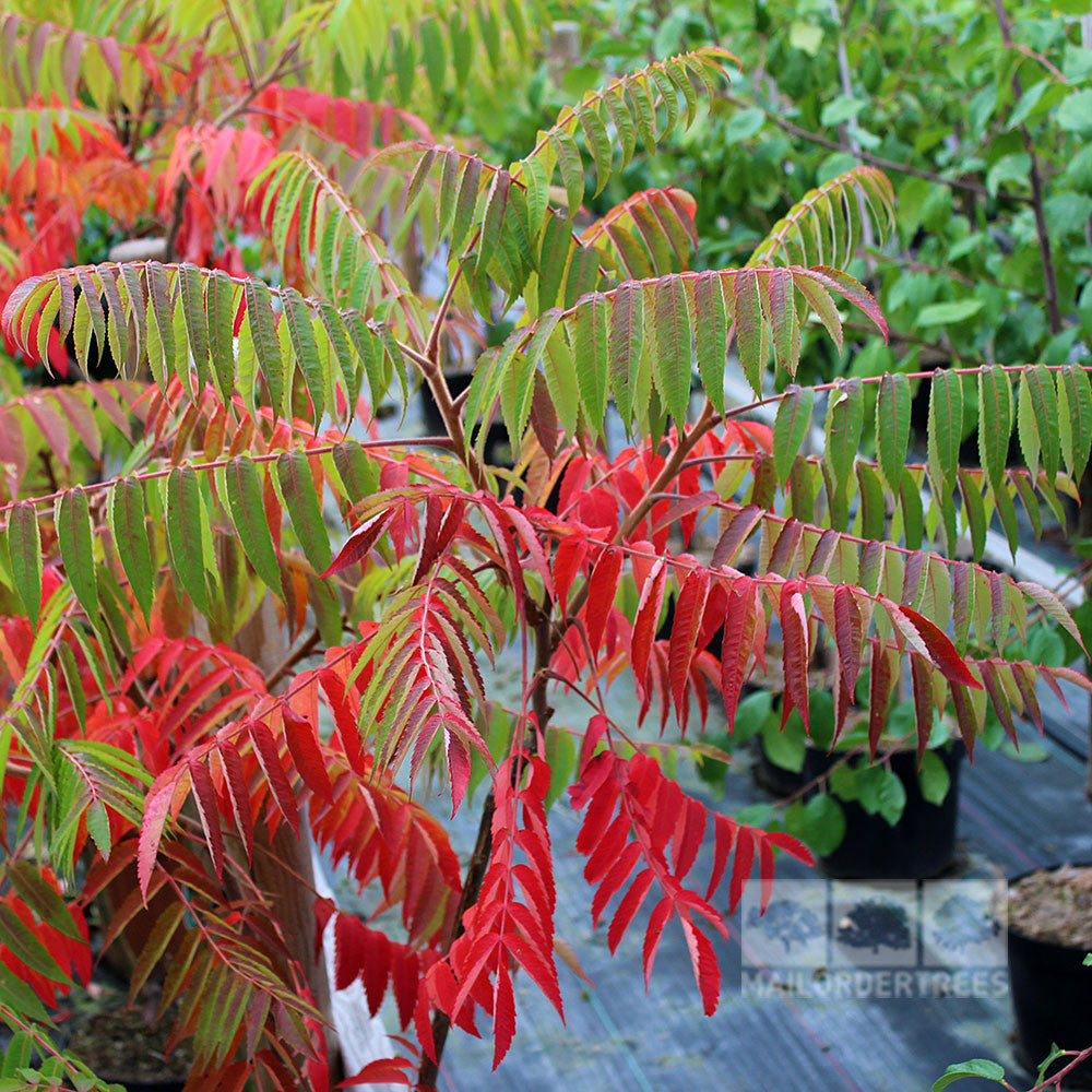 In a garden setting, a young Rhus typhina - Stag's Horn Sumach stands gracefully with green and red foliage, showcasing the autumnal tints characteristic of its variety, while other plants create a lush backdrop.