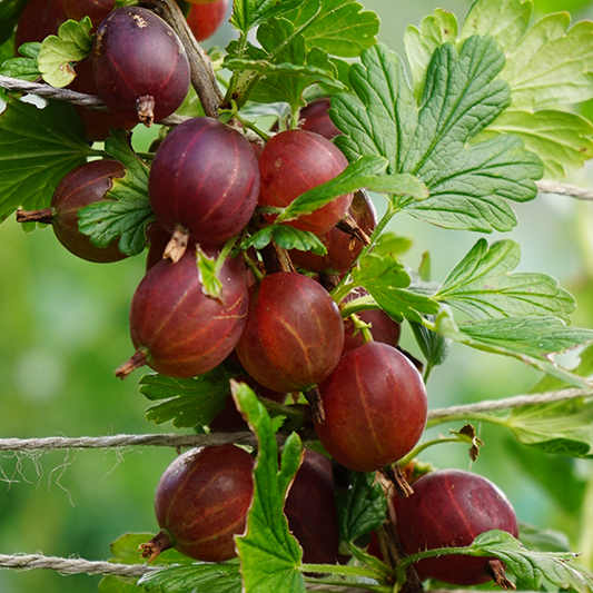 Ribes Hinnonmaki Red - Gooseberry Hinnonmaki Red Ribes Hinnonmaki Red - Gooseberry Hinnonmaki Red