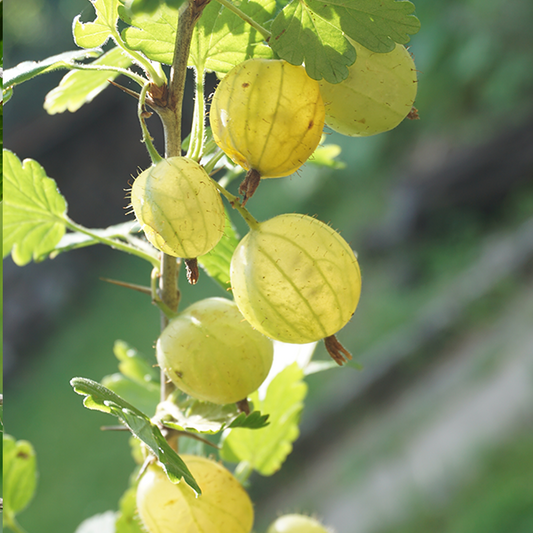 Ribes Invicta - Gooseberry Invicta Ribes Invicta - Gooseberry Invicta