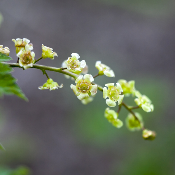Close-up of a green flowering plant with small, clustered flowers on a blurred background, reminiscent of the vibrant hues found in Ribes Jonkheer Van Tets - Redcurrant bushes adorned with large red berries.