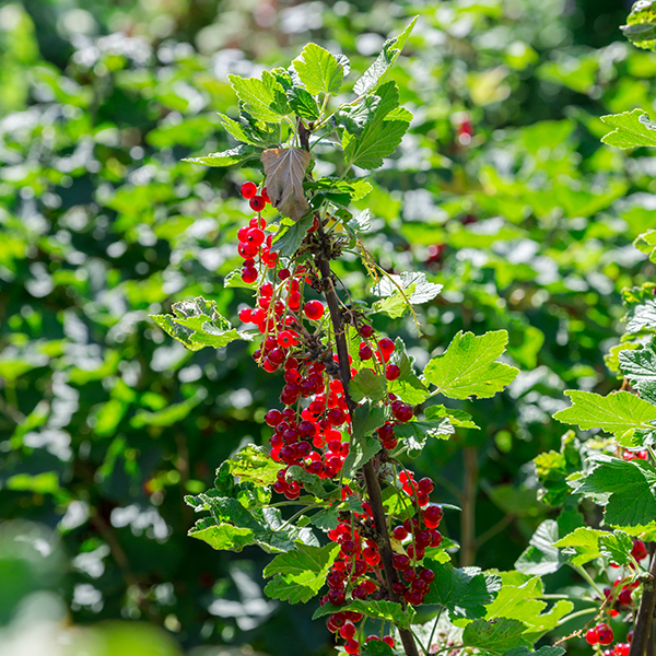 The Ribes Rovada - Redcurrant berries, distinguished by their large, vibrant red appearance, hang on green leafy branches basking in sunlight, highlighting their reputation as a heavy cropper.
