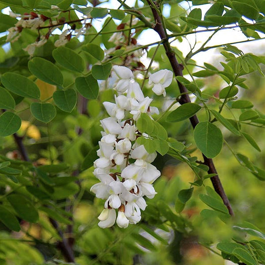 Robinia Bessoniana - Black Locust Bessoniana Robinia Bessoniana - Black Locust Bessoniana
