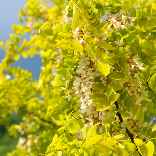 Robinia Frisia - False Acacia Tree Robinia Frisia - False Acacia Tree