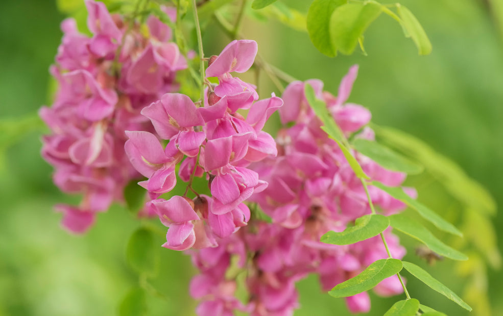 A Year-Round Treasure for Garden and Wildlife. A Year-Round Treasure for Garden and Wildlife.