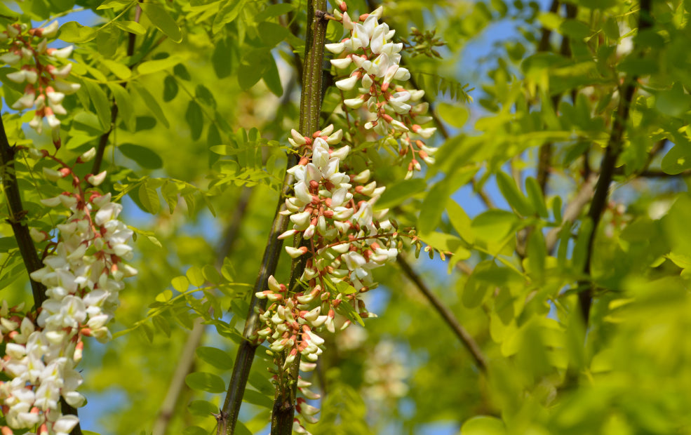 Hardy, Versatile, and Perfect for Urban Gardens. Hardy, Versatile, and Perfect for Urban Gardens.