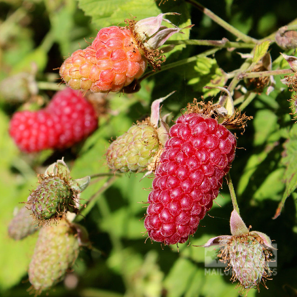 Ripe and unripe tayberries on the vine, their large dark red fruits set against green leaves, mirror the lush beauty of Rubus x loganobaccus - Loganberry Thornless.