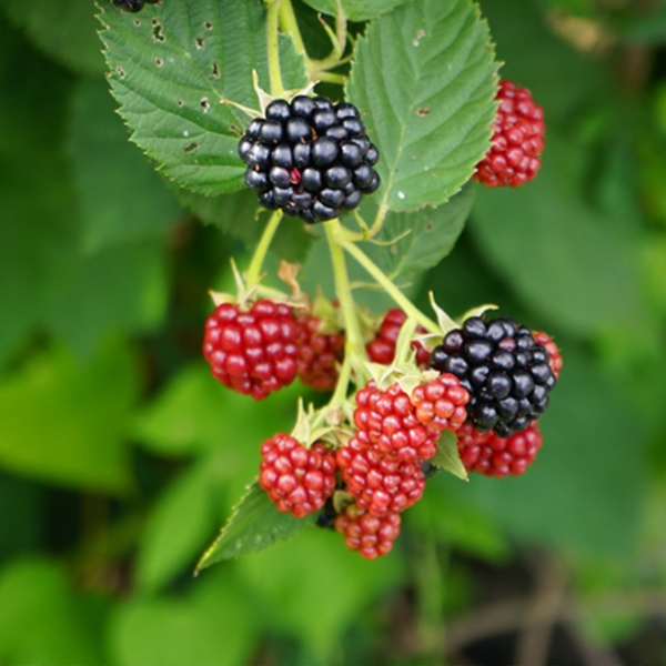 Rubus Black Satin - Blackberry Black Satin