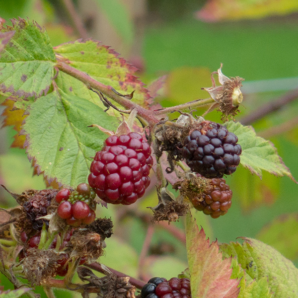 Rubus Merton Thornless - Blackberry Merton Thornless