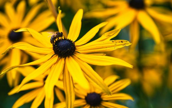 Rudbeckia: A Bright and Cheerful Addition to Late Summer Borders. Rudbeckia: A Bright and Cheerful Addition to Late Summer Borders.