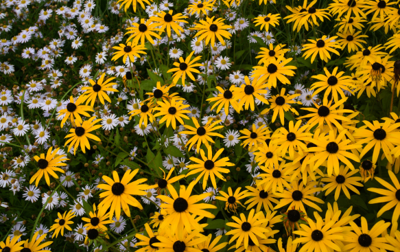 A Pollinator Magnet with Lasting Seasonal Interest. A Pollinator Magnet with Lasting Seasonal Interest.