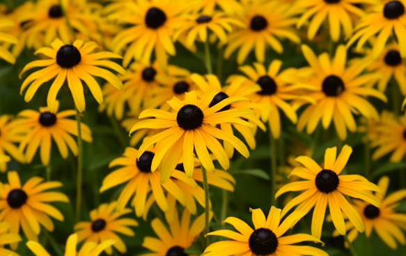 Hardy, Low Maintenance, and Perfect for Sunny Spots. Hardy, Low Maintenance, and Perfect for Sunny Spots.