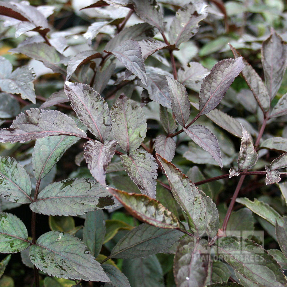 Close-up of Sambucus Black Beauty - Purple Elder foliage with serrated edges, dark green and purple in color, coated in moisture against a blurred background.