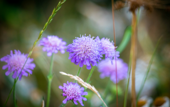 Scabiosa: A Delicate Beauty with Distinctive Blooms. Scabiosa: A Delicate Beauty with Distinctive Blooms.