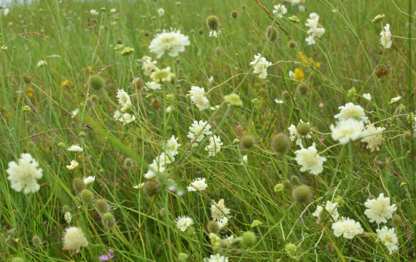 Hardy, Versatile, and Easy to Care For. Hardy, Versatile, and Easy to Care For.