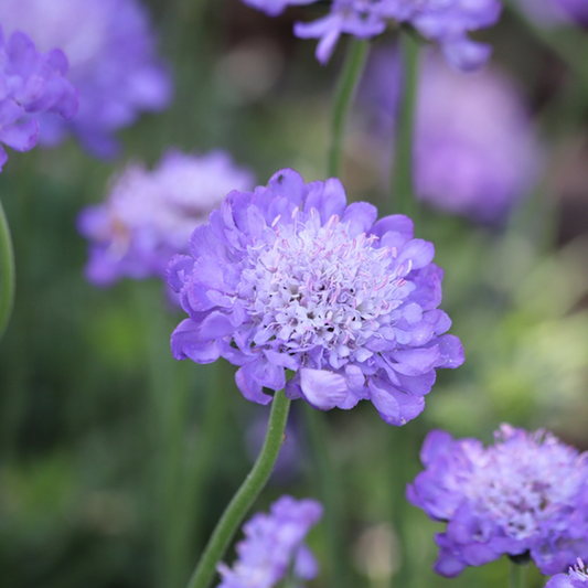 Scabiosa 'Butterfly Blue' Scabiosa 'Butterfly Blue'