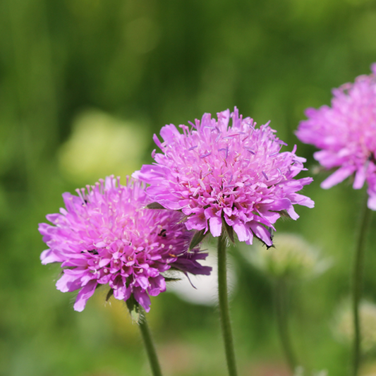 Scabiosa 'Pink Mist' Scabiosa 'Pink Mist'