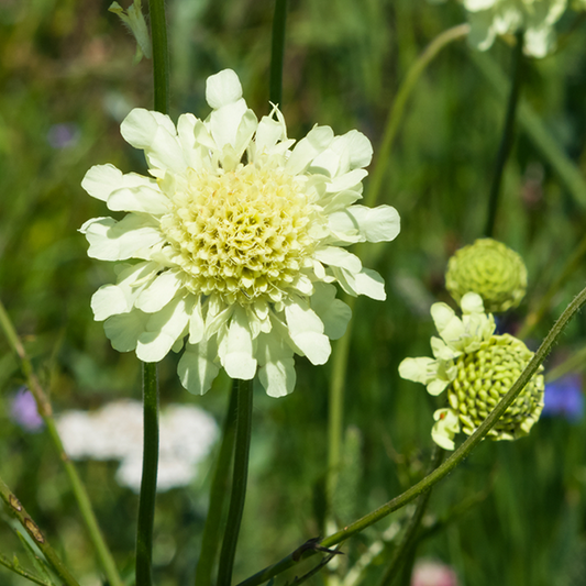 Scabiosa ochroleuca Scabiosa ochroleuca