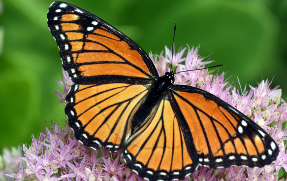 Pollinator-Friendly and Winter Interest. Pollinator-Friendly and Winter Interest.