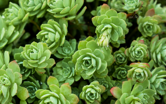 Hardy, Drought-Tolerant, and Perfect for Sunny Areas. Hardy, Drought-Tolerant, and Perfect for Sunny Areas.