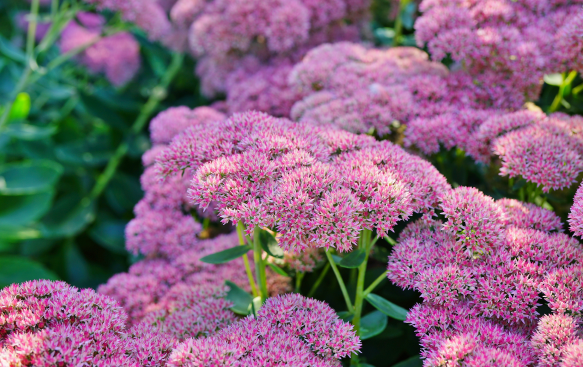 Sedum: A Stalwart of Late-Season Colour and Texture. Sedum: A Stalwart of Late-Season Colour and Texture.
