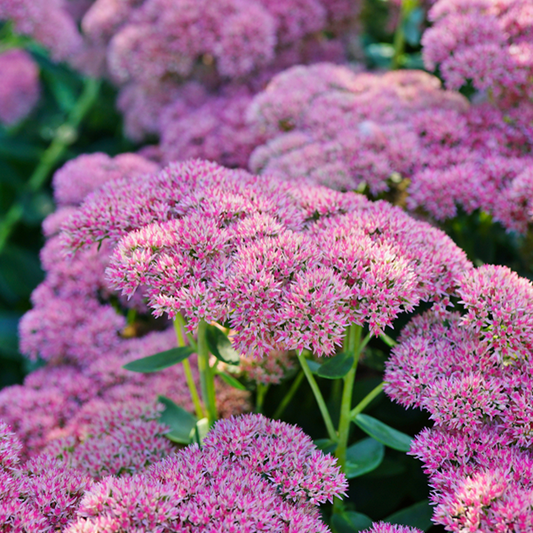 Sedum 'Autumn Joy' Sedum 'Autumn Joy'